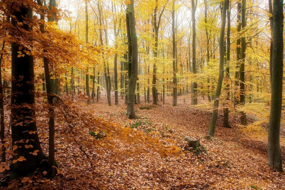 landscape photography of forest